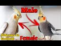 Male Female Difference In Cockatiel Male Female Cockatiel Difference In Urdu Hindi Tamil Birds