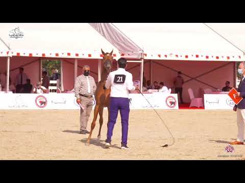 N 21 A M  MANARA   Bahrain National Day 2020   Yearling Fillies Class 1B
