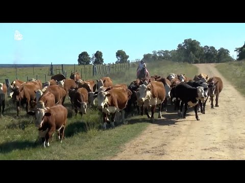 Todo Uruguay | Gregorio Alegre y una vida entera dedicada al trabajo rural en Paso Ramírez