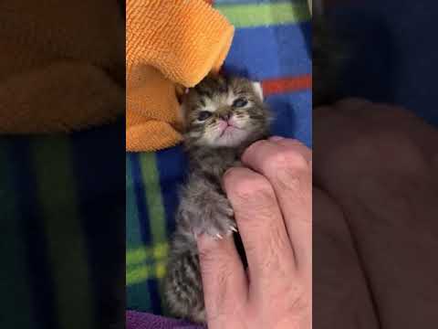 Vi piacciono i gatti? Perché questo batuffolo vi farà innamorare!!!