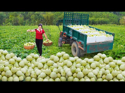 Use Truck To Harvesting A Lot Of Honeydew Melon Goes To Village Market Sell | Daily Farm