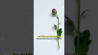 Download lagu Belajar Bahasa Inggris dari lagu (Everything I do)#learnenglishthroughsong#bryanadams#shorts mp3