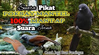 Download lagu Suara Pikat Burung Poksay Mantel. Suara Jernih. Sangat Mantap. mp3 Download lagu Suara Pikat Burung Poksay Mantel. Suara Jernih. Sangat Mantap. mp3