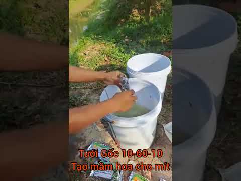 Tưới Gốc 10-60-10 cho vườn mít-Tạo mầm hoa dưới gốc