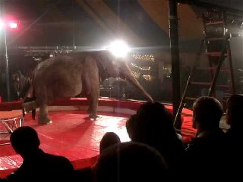 The Decomposers feat. Chani - Useless Sun