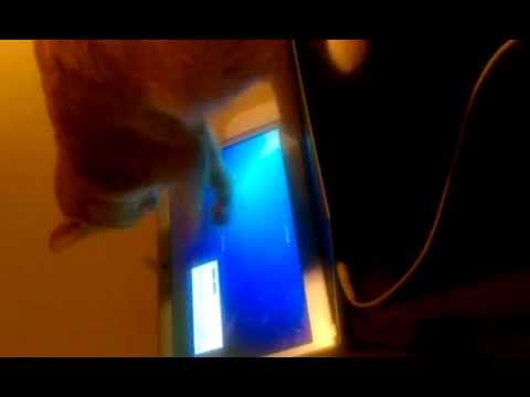 Cat scratching my laptop