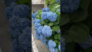 🇯🇵東京、紫陽花の季節がやってきた