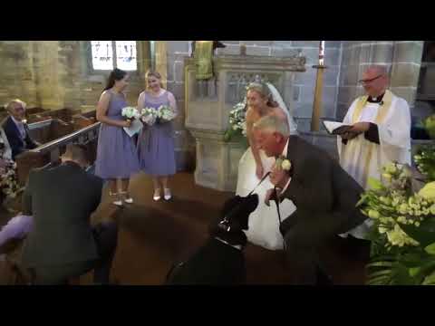 Dogs Come as Ring Bearers at Church Wedding - 998662