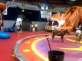 DeMolay Circus Ushers