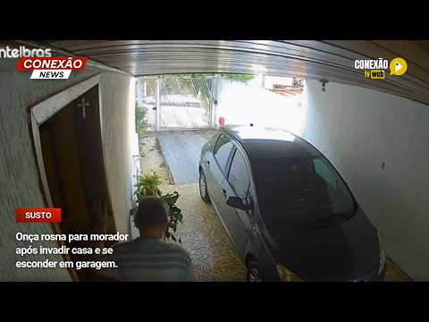 Vídeo: Onça rosna para morador após invadir casa e se esconder em garagem.