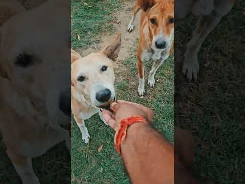 ##shortsbola #karamelyapim #karampreet #tseries #song #music