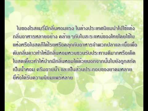 เพิ่มลูกสมาชิก ทิงเจอร์ Eleutherococcus กับความแรง