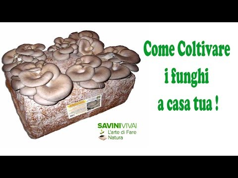 Quanti lalcool è tolto da un organismo completamente dopo a lungo forte il bere Che fare ha smesso di bere targhe anticoncezionali e mensilmente non è presente