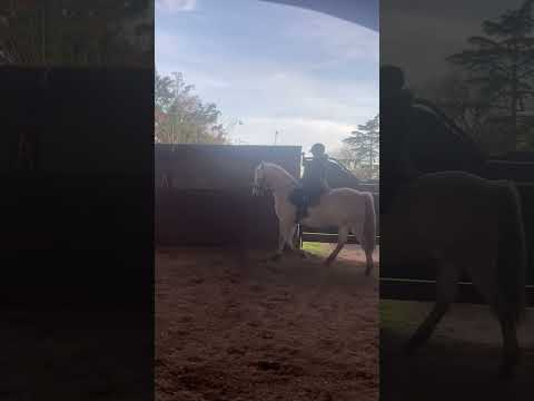Gelding PRE Pure Spanish Bred For sale 2015 Grey