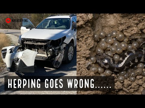 download lagu mp3 mp4 Herping, download mp3 Herping free download mp3, download mp3 Herping