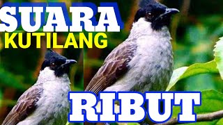 Download lagu KUTILANG RIBUT 💯% sangat ampuh buat PIKAT KUTILANG GARUDA Dan MASTERAN KUTILANG bahan mp3