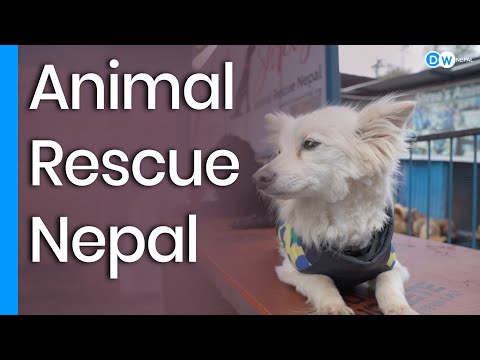 Srijana Didi sells 3 houses to take care of disabled dogs || Shree’s Animal Rescue Nepal