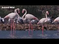 Greater And Lesser Flamingo Sweet Dance Wild India