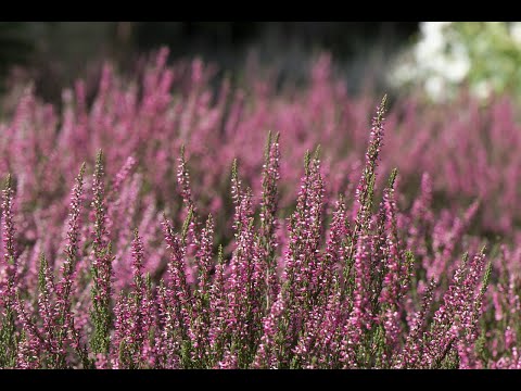 Kanarbik  Veljo Tormis