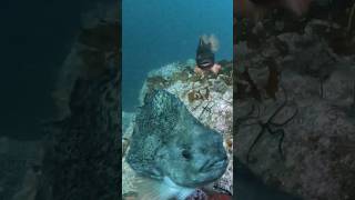 Lovebirds at 12 metres of water in the deep fjords of Norway 🥰 #lumfish