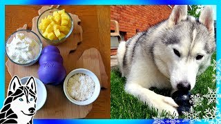 DIY PINA COLADA KONG FOR DOGS  | Frozen Dog Treats | Snow Dogs Snacks 74 | DIY Dog Treats