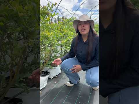 Visita 2: Valle Maule