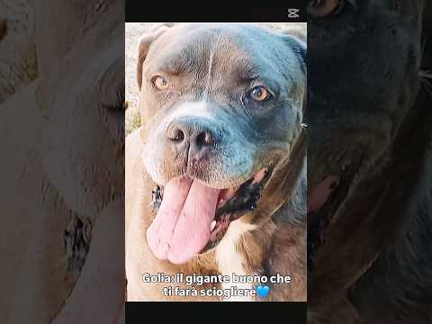 Regalo Golia Splendido Simil Cane Corso Cerca Adozione