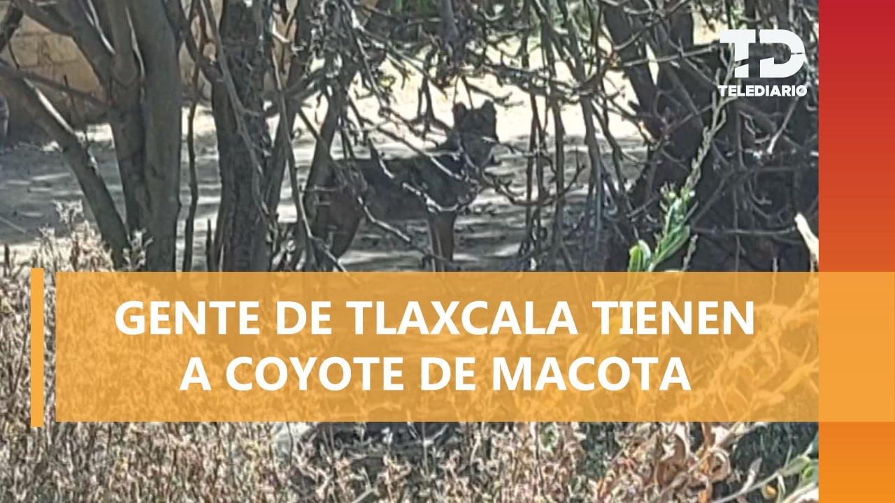 Coyote vive en Barrio La Luz de Yauhquemehcan: vecinos se organizan para convivir con él