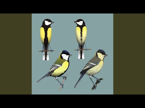 Bird sounds - Great Tit