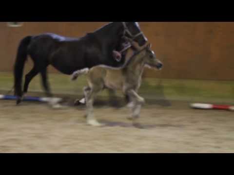 HET Black Dream v. Hesselteichs Golden Dream x Lara (2 Wochen alt)