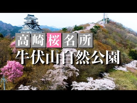 【高崎桜名所】牛伏山自然公園
