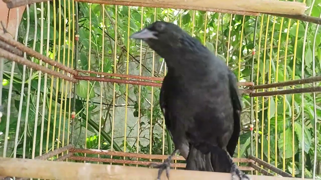 riqueza está com a natureza nos traz felicidade com seu lindo canto pássaro preto 25 anos