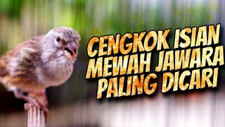 Download lagu MATERI ISIAN MEWAH JAWARA ! MASTERAN KENARI ISIAN BLACKTHROAT GACOR PALING DICARI #49 mp3