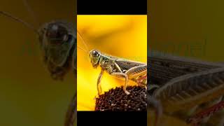 Download lagu Masteran suara belalang emas jernih #videoshort #kicaumania mp3