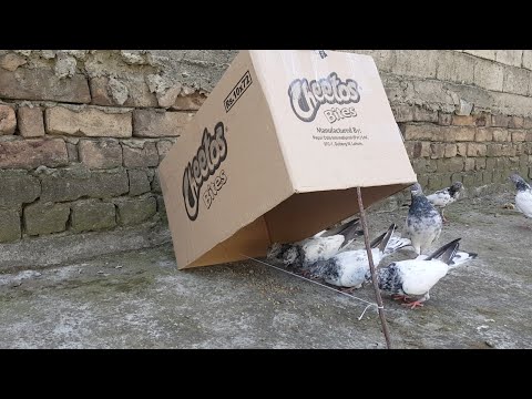 Best Cardboard Bird Trap || How To Trap Pigeon Easy At Home.