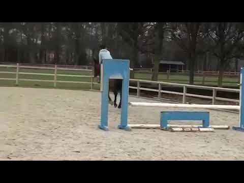 Hallofax: SCUDERIA 1918 HALIFAX VAN HET KLUIZEBOS x CLINTON