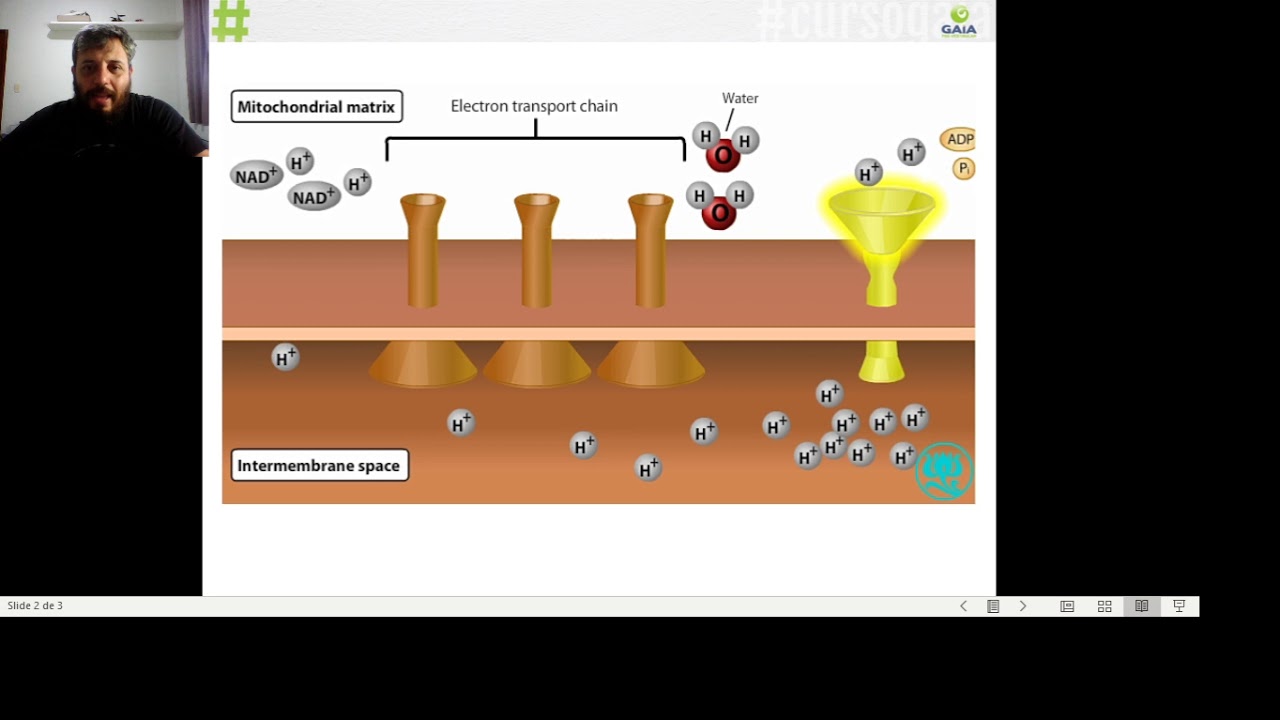 aula 10 bio A - efeito do cianeto na respiração aeróbia
