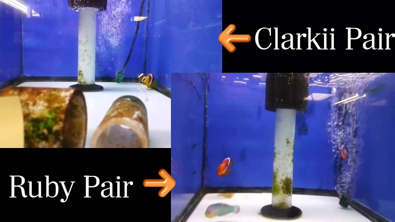 Sustainable Aquatics Bonded Pairs