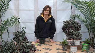 How to Care for an Inch Plant (Tradescantia) ENGLISH GARDENS