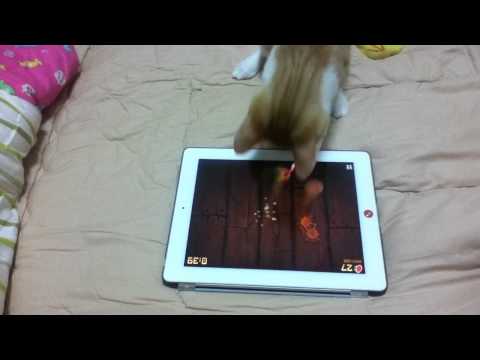 神奇貓咪用iPad玩切水果！好可愛！