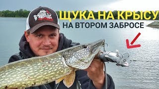 Щука ловля на мыша
