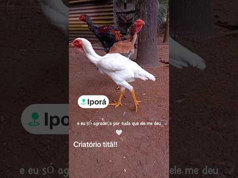 Indio gigante Iporá Goiás #índiogigante  #criatoriotitã #criacaodeaves #manejoindiogigante