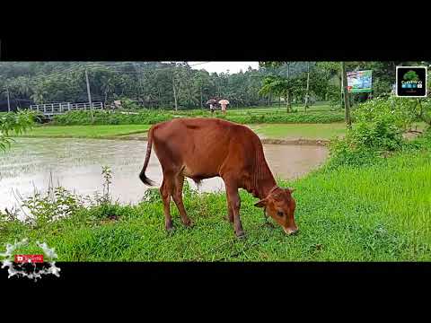 Little calf eating grass on Rainy Day | Go pro 9 Video | Nature Video | Relax your mind with nature