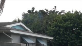 preview picture of video 'power lines and trees,NE Palm Bay, Florida'