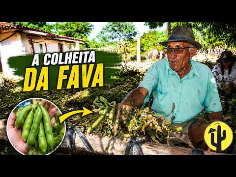[VIDA NA ROÇA] 🌱 A Colheita da Fava no Sítio do Sr. Gilson | Pedra Lavrada-PB 🌵