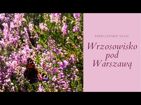 Wrzosowisko Mostówka- Freegański Vlog #3