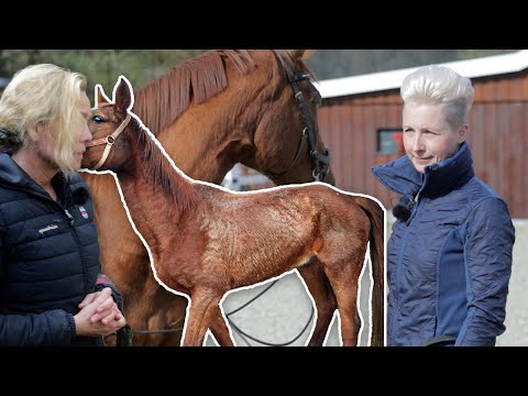 Stute vom Tierschutz gerettet - Ohne Pferdeerfahrung zur Pferdefrau mit Verstand