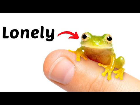 Finding a Girlfriend For The World’s Loneliest Frog