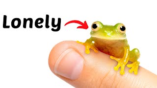 Finding a Girlfriend For My Tiny Glass Frog