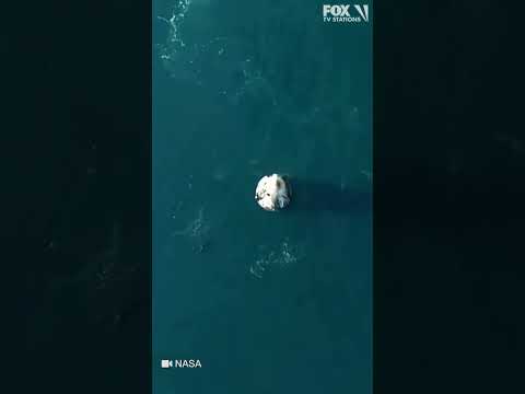 Video | Watch dolphins welcome the NASA SpaceX Crew-9 astronauts home